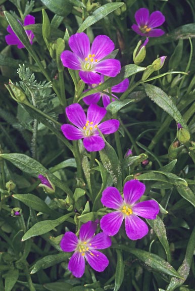 calandrinia menziesii 1 graphic